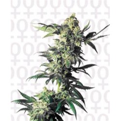 NORTHERN LIGHTS® * SENSI SEEDS 3 SEMI FEM 