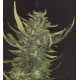 AFGHANI * HOMEGROWN FANTASEEDS FEM 3 SEMI 