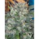 CARAMELLA * HOMEGROWN FANTASEEDS 3 SEMI FEM