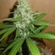 MANGO * HOMEGROWN FANTASEEDS 3 SEMI FEM