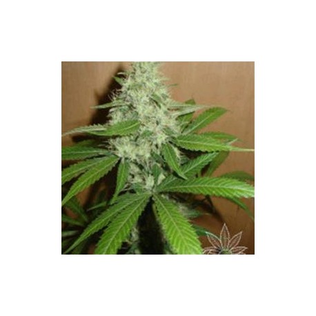 MANGO * HOMEGROWN FANTASEEDS 3 SEMI FEM