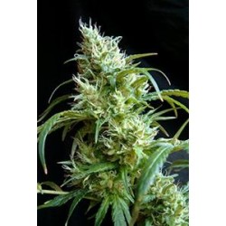 FLASH BACK # 2 * SWEET SEEDS FEMINIZED 5 SEMI 