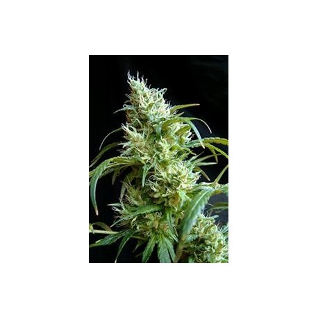 FLASH BACK # 2 * SWEET SEEDS FEMINIZED 5 SEMI 