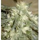 NORTHERN LIGHTS * HOMEGROWN FANTASEEDS 3 SEMI FEM