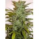 SUPER CRYSTAL * HOMEGROWN FANTASEEDS 3 SEMI FEM