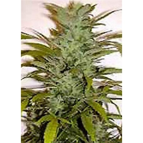 SUPER CRYSTAL * HOMEGROWN FANTASEEDS 3 SEMI FEM