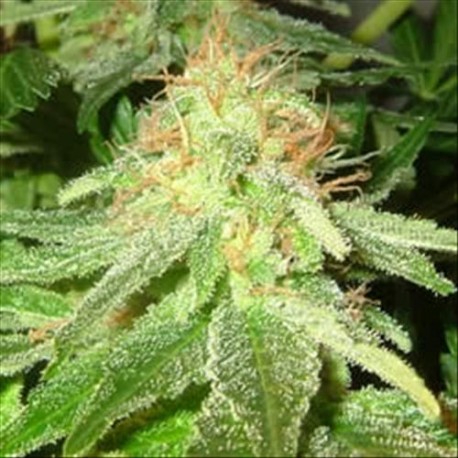 WHITE WIDOW * HOMEGROWN FANTASEEDS FEM 3 SEMI 