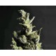 AMNESIA * CBD SEEDS 1 SEME FEM