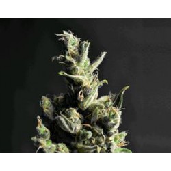 AMNESIA * CBD SEEDS 1 SEME FEM