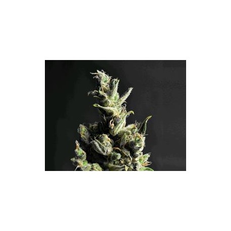 AMNESIA * CBD SEEDS 1 SEME FEM