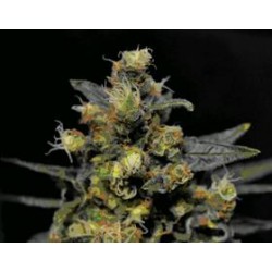 AK * CBD SEEDS 1 SEME FEM