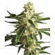 WHITE DIESEL HAZE AUTOMATIC * WHITE LABEL SENSI 5 SEMI FEM