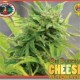 CHEESE AUTO* BIG BUDDHA SEEDS 10 SEMI FEM 