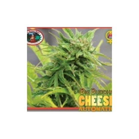 CHEESE AUTO* BIG BUDDHA SEEDS 10 SEMI FEM 