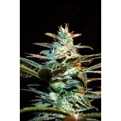 ICE COOL * SWEET SEEDS FEMINIZED 5 SEMI 