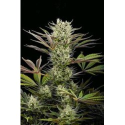 DEEP CHEESE * DINAFEM SEEDS 5 SEMI FEM