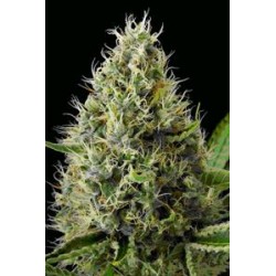 DINAMEX * DINAFEM SEEDS 10 SEMI FEM