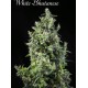 WHITE BHUTANESE * MANDALA SEEDS 3 SEMI FEM