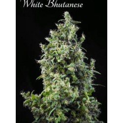 WHITE BHUTANESE * MANDALA SEEDS 3 SEMI FEM