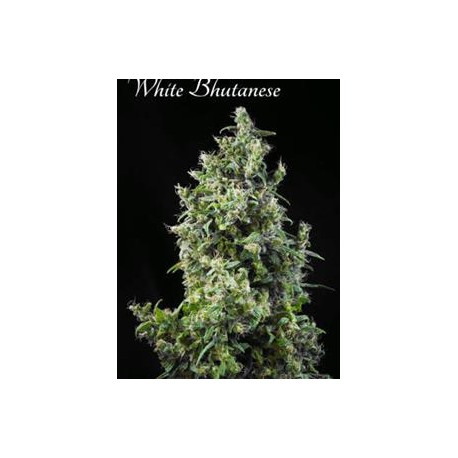 WHITE BHUTANESE * MANDALA SEEDS 3 SEMI FEM