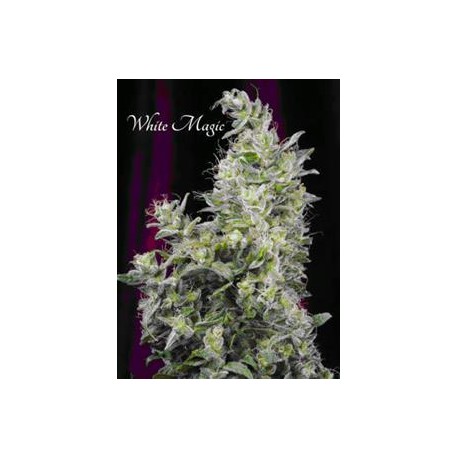 WHITE MAGIC * MANDALA SEEDS 3 SEMI FEM