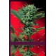 AUTO SPEED DEVIL * SWEET SEEDS FEMINIZED 5 SEMI 