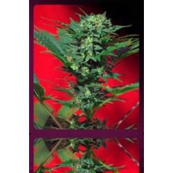 AUTO SPEED DEVIL * SWEET SEEDS FEMINIZED 5 SEMI 