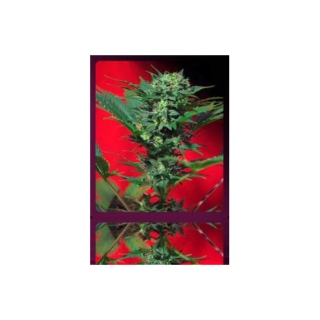 AUTO SPEED DEVIL * SWEET SEEDS FEMINIZED 5 SEMI 