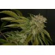 MK-ULTRA * T.H. SEEDS 5 SEMI FEM