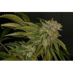 MK-ULTRA * T.H. SEEDS 5 SEMI FEM