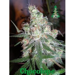 CHOCOLOPE * DNA GENETICS 3 SEMI FEM