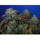 HEAVY DUTY FRUIT * T.H.SEEDS 10 SEMI REG 