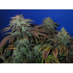 HEAVY DUTY FRUIT * T.H.SEEDS 10 SEMI REG 