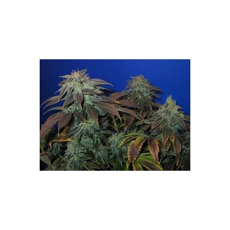 HEAVY DUTY FRUIT * T.H.SEEDS 10 SEMI REG 