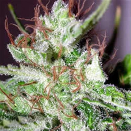 HAZE * HOMEGROWN FANTASEEDS 5 SEMI FEM