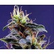 AC DIESEL * HOMEGROWN FANTASEEDS 5 SEMI REG