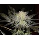 MENDOCINO MADNESS * T.H.SEEDS 10 SEMI REG 