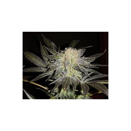 MENDOCINO MADNESS * T.H.SEEDS 10 SEMI REG 