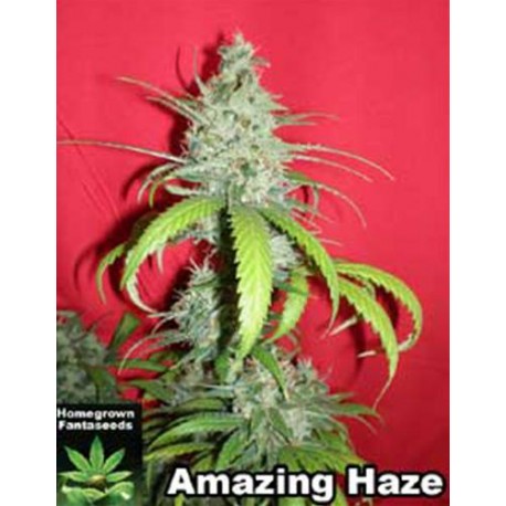 AMAZING HAZE * HOMEGROWN FANTASEEDS 5 SEMI REG