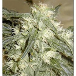 NORTHERN LIGHTS * HOMEGROWN FANTASEEDS REG 5 SEMI