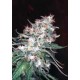 ORIGINAL MISTY * HOMEGROWN FANTASEEDS 5 SEMI REG