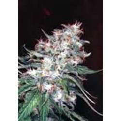 ORIGINAL MISTY * HOMEGROWN FANTASEEDS 5 SEMI REG