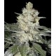 SKUNK # 1 * HOMEGROWN FANTASEEDS REG 5 SEMI