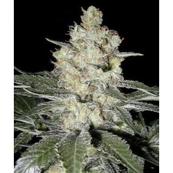 SKUNK # 1 * HOMEGROWN FANTASEEDS REG 5 SEMI