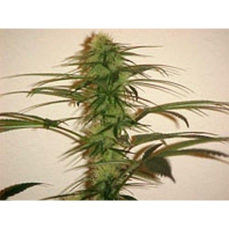 HOMEGROWN PURPLE * HOMEGROWN FANTASEEDS 5 SEMI REG 