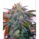 ARMAGEDDON * HOMEGROWN FANTASEEDS 5 SEMI REG