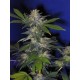 THE HOG * T.H.SEEDS 10 SEMI REG 