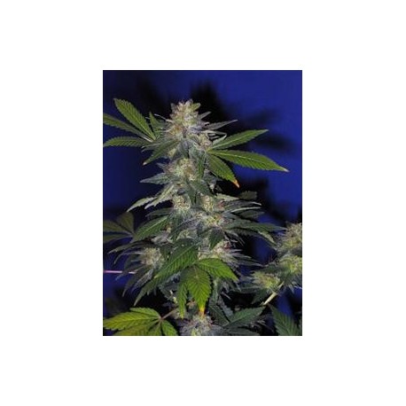 THE HOG * T.H.SEEDS 10 SEMI REG 