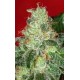 CHRONIC * SERIOUS SEEDS 11 SEMI REG