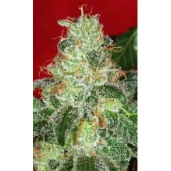 CHRONIC * SERIOUS SEEDS 11 SEMI REG